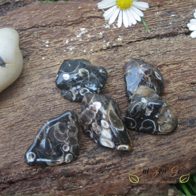 Agate fossile